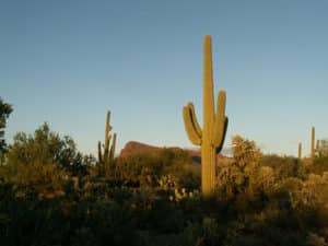 desert landscaping plants
